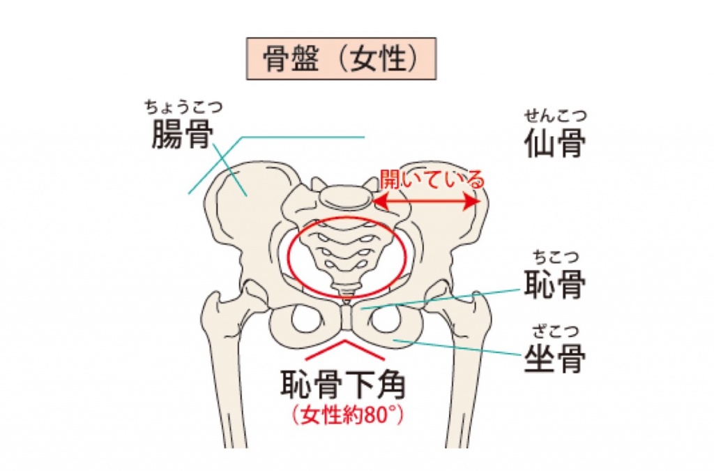 背骨や骨盤のゆがみはなぜ起こる 原因は背骨と骨盤の構造にあり