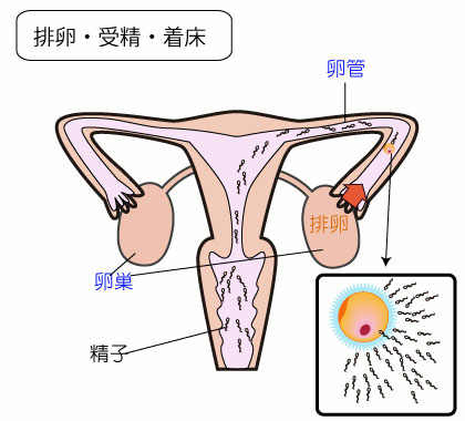 子宮と卵巣