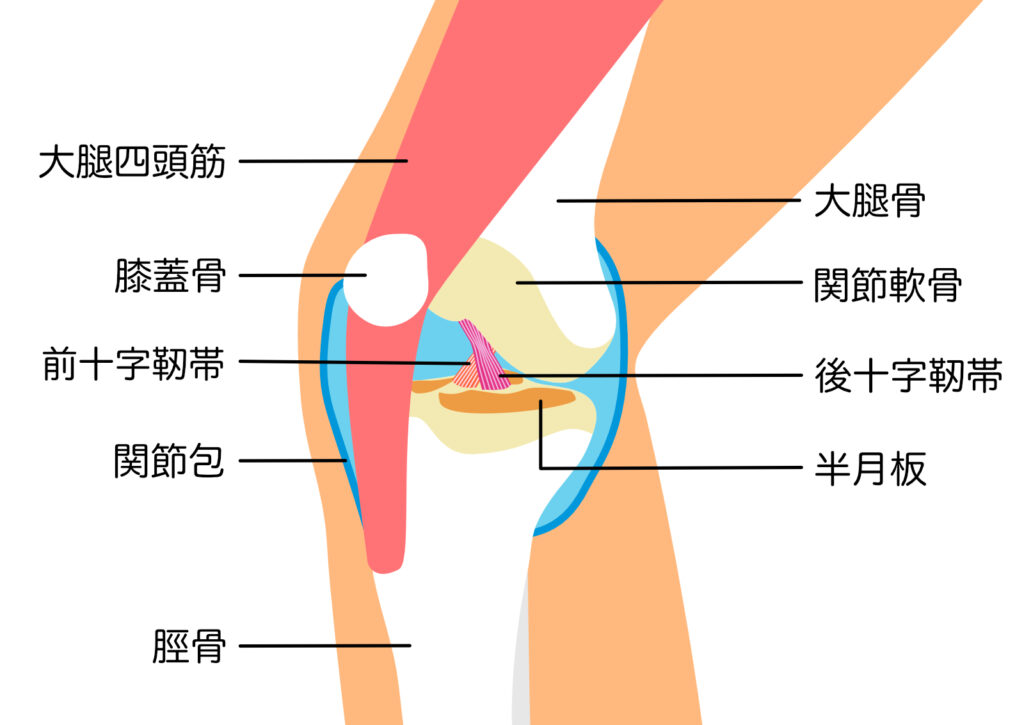 膝の構造