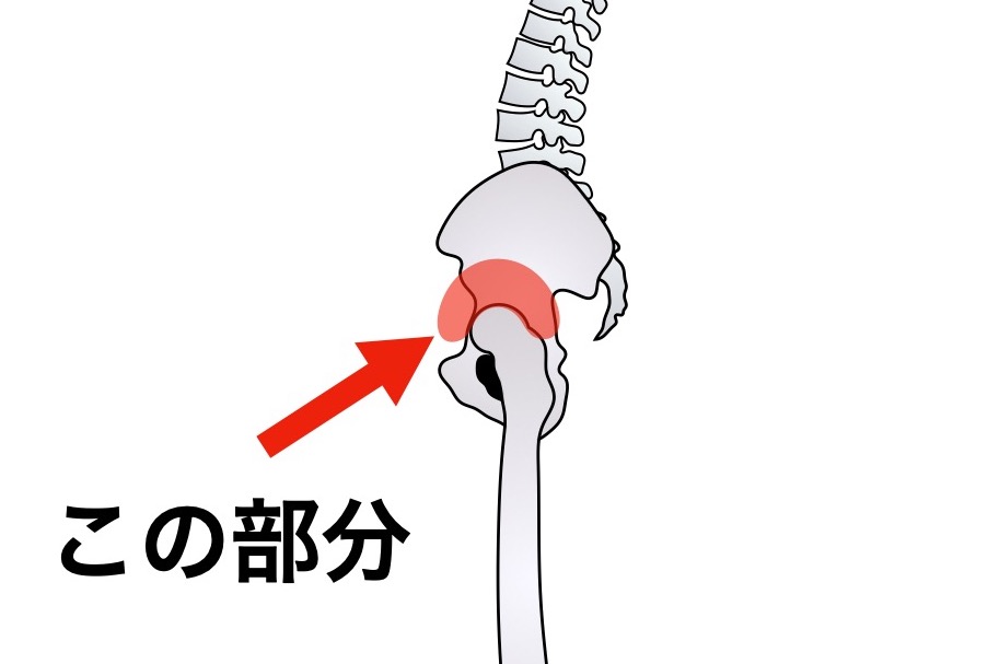横から見た股関節