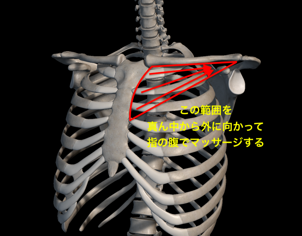 肋骨の解剖図