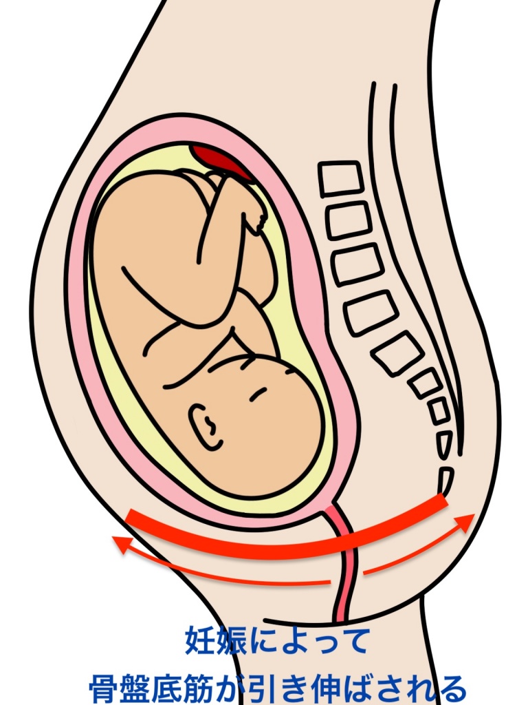 妊娠の胎内