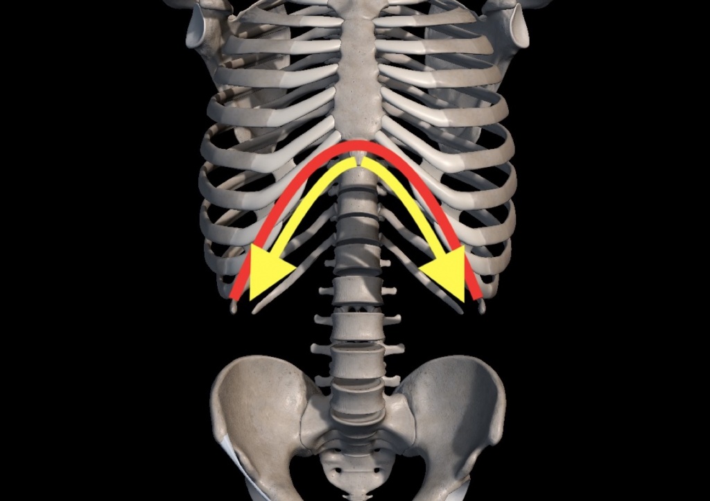肋骨と胸骨