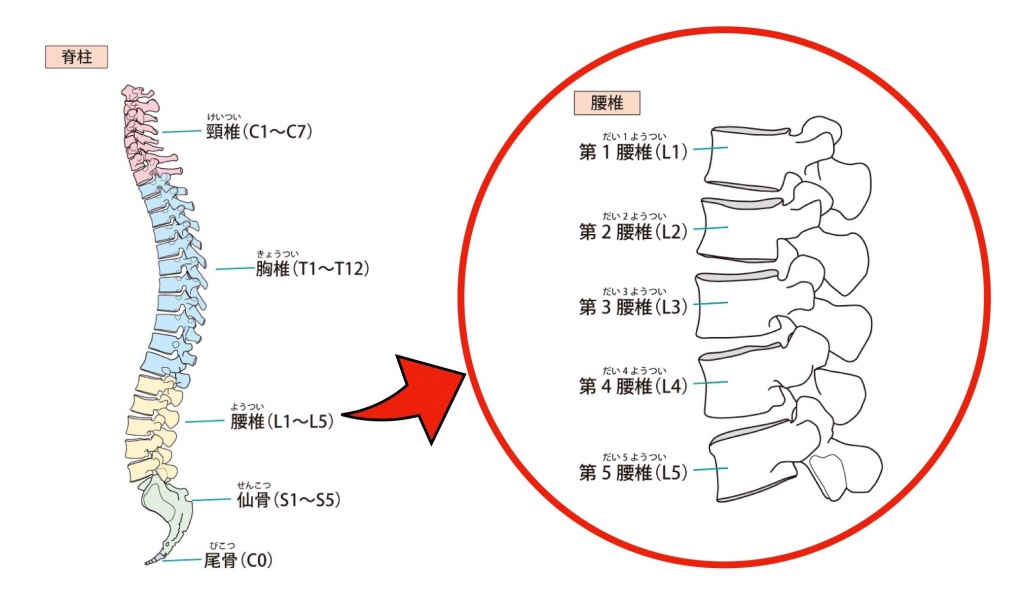 椎間板ヘルニアに直結する隠れた原因？コレを知ればヘルニアは治せる！