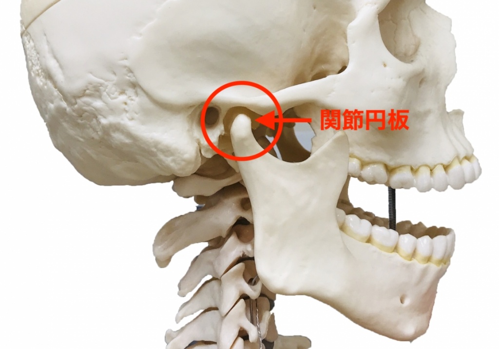 顎の関節円板