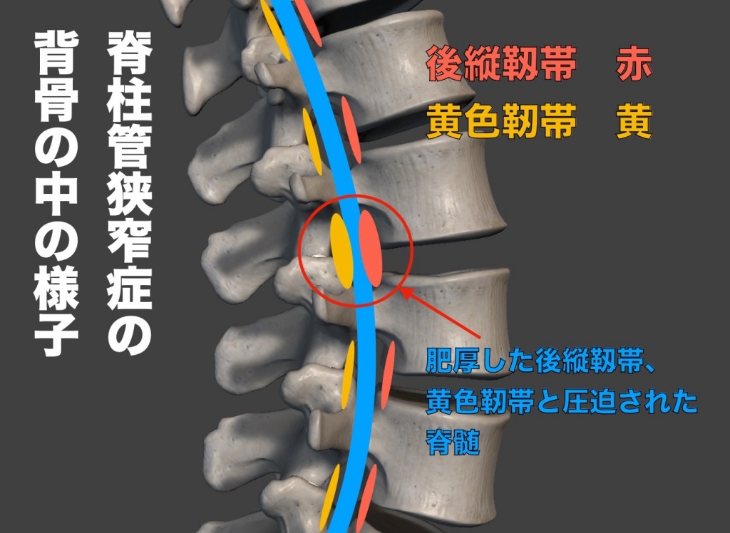背骨と脊髄神経