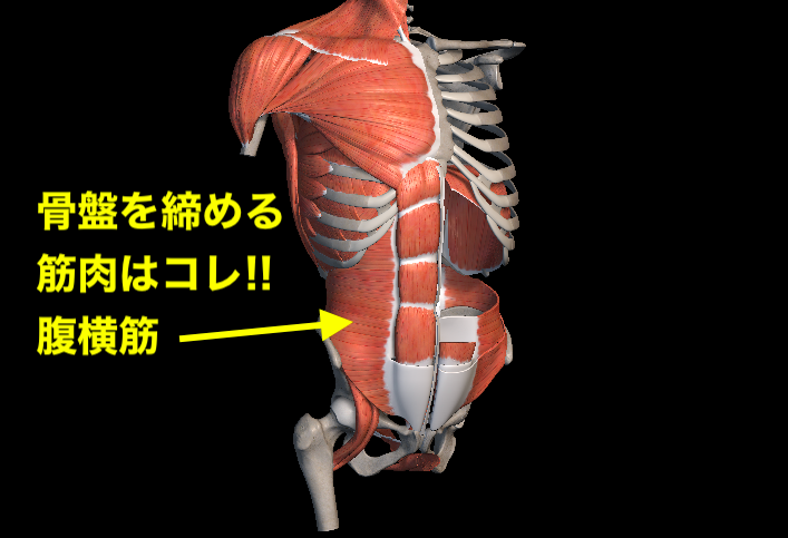 腹部の解剖