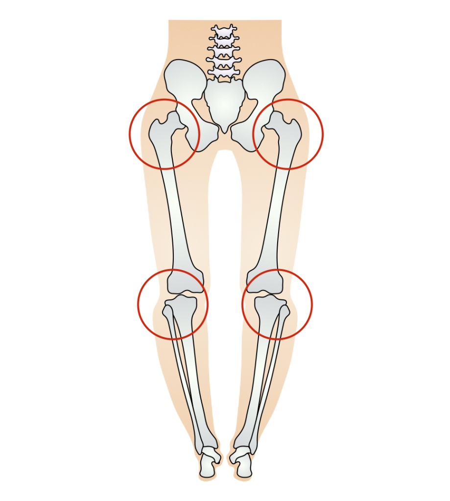 股関節と膝関節