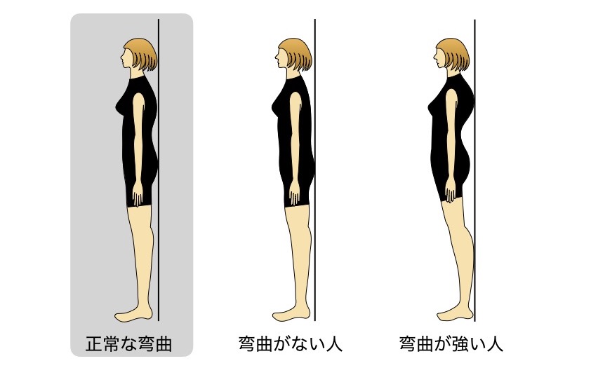 背骨の弯曲度合いの比較