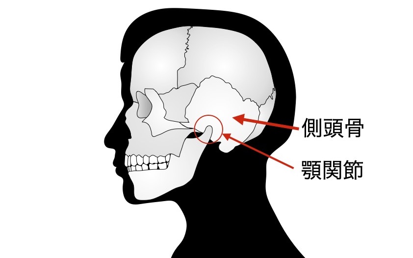 頭蓋骨側面