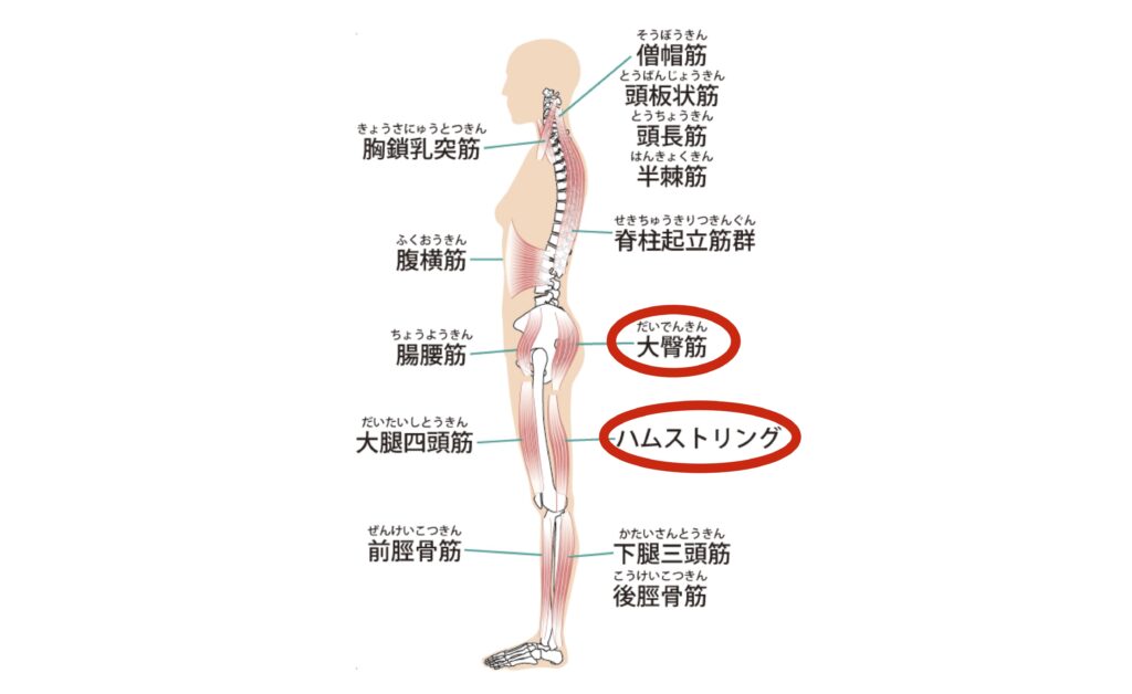 臀筋とハム