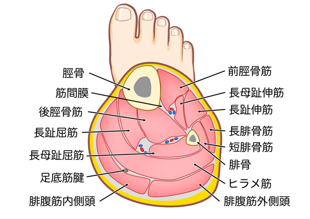 下腿の輪切り画像