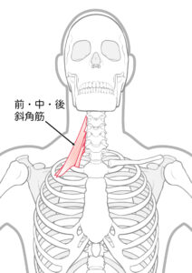斜角筋