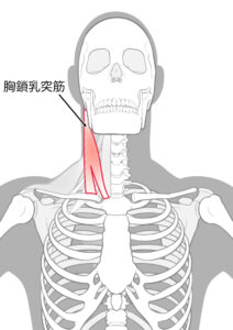 胸鎖乳突筋