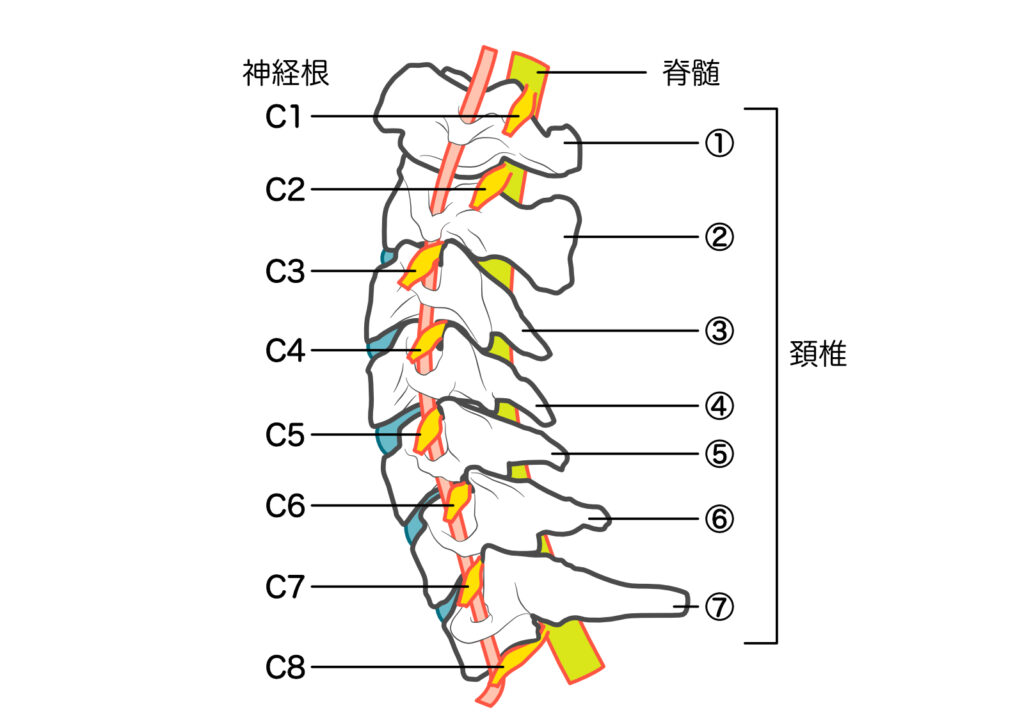 横から見た頚椎