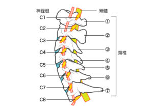 横から見た頚椎
