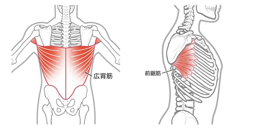 広背筋と前鋸筋