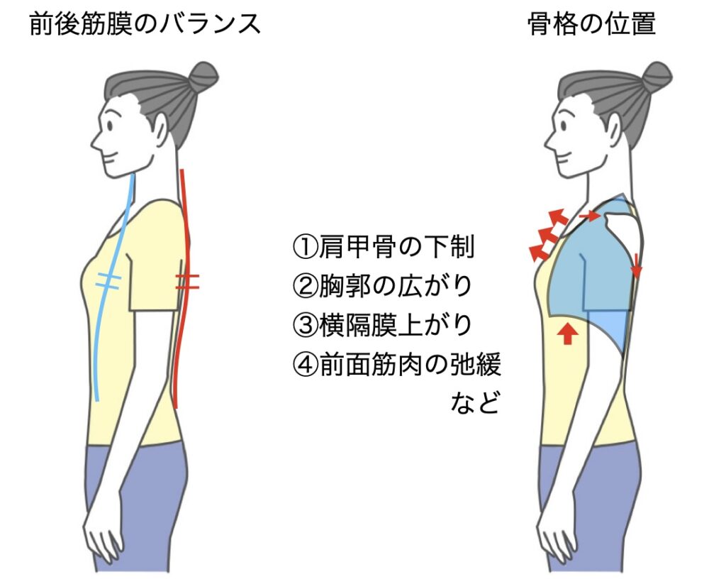 良姿勢の筋膜と骨格