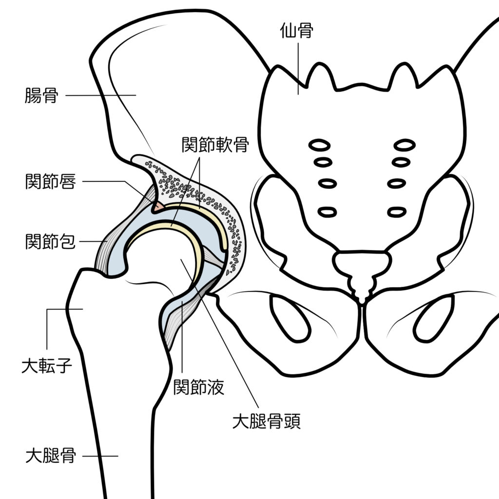 股関節の解剖図