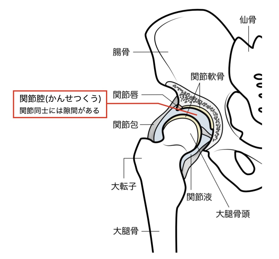 股関節内部