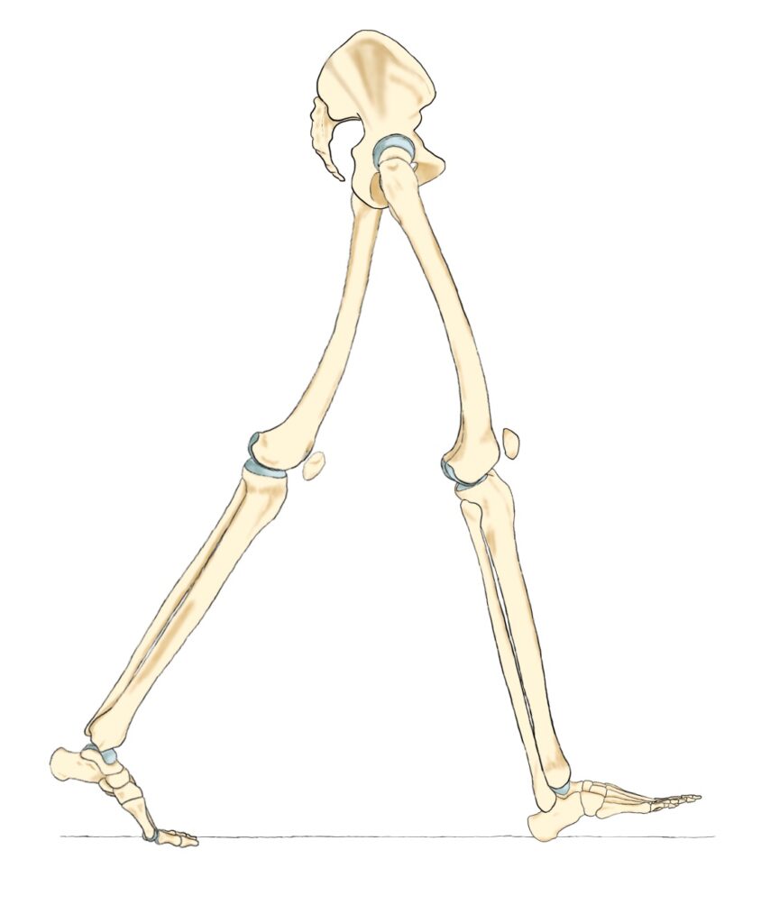 歩行時の足の動き