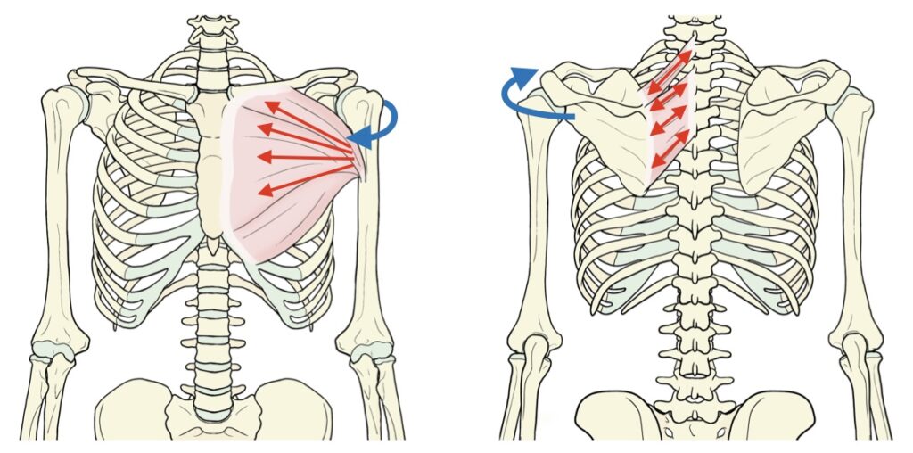左肩甲骨の外方変位